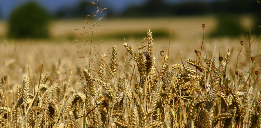 Strengthening access and benefit sharing among Canadian farmers