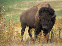 Bison Conservation Efforts a (Small) Step in the Right Direction With Respect to Reconciliation