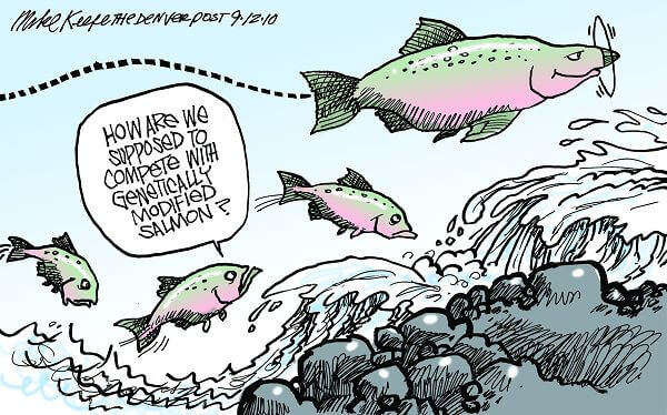 Why the fuss about GM salmon? The impact of AquAdvantage on Indigenous Populations