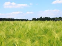 Teff Flour Patent Controversy Settled: Dutchman Does Not Have Patent Right to the Ethiopian Food Staple