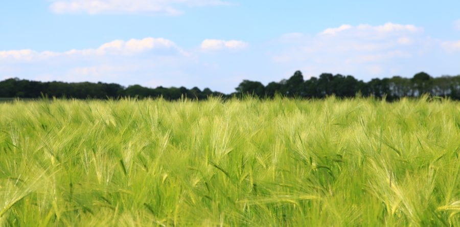 Teff Flour Patent Controversy Settled: Dutchman Does Not Have Patent Right to the Ethiopian Food Staple
