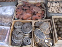 Legal Measures for Protecting Traditional Knowledge (TK)