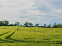 The importance of plant diversity in climate change adaptation: the unique role of ABS