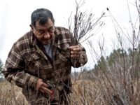 Indigenous Knowledge and the Forest Herbicide Controversy in Northern Ontario