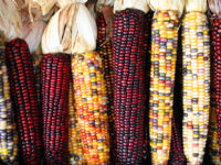 Lessons from Mexico to Canada: GM Crops as Threats to Indigenous Ways of Life