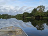 COVID-19 and the Amazon: Indigenous Peoples, Conservation Under Threat